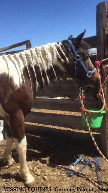 MISSING EQUINES- Gerome, Peanut , Sam,  $1000 REWARD (Manny and Magic Recovered) Near Lovell, WY, 82431